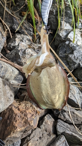 コウイカの釣果