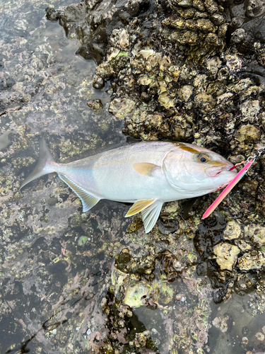 ショゴの釣果