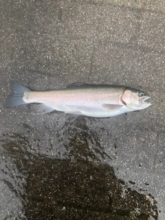 ニジマスの釣果