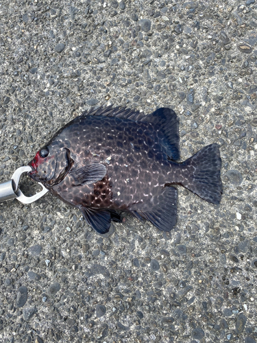 イシガキダイの釣果