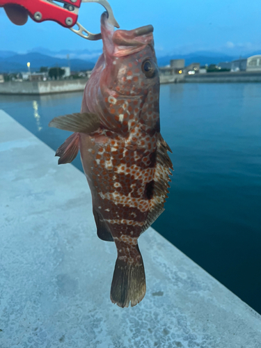 キジハタの釣果