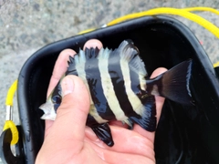 オヤビッチャの釣果