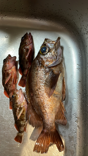 メバルの釣果