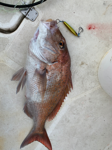 マダイの釣果