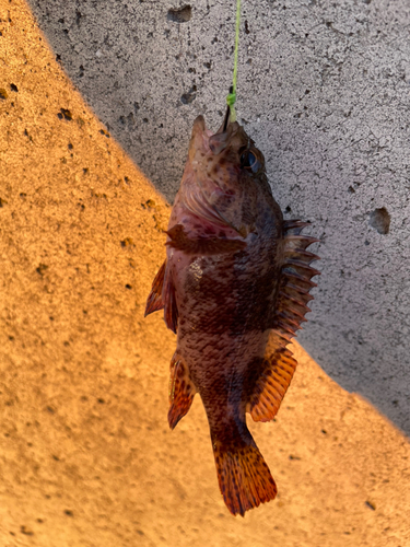 カサゴの釣果