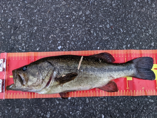 ブラックバスの釣果