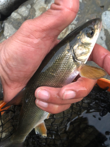 ウグイの釣果