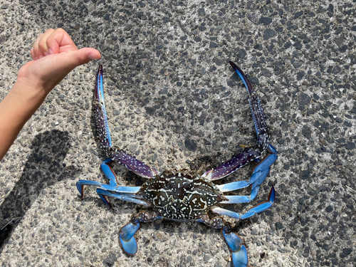 タイワンガザミの釣果