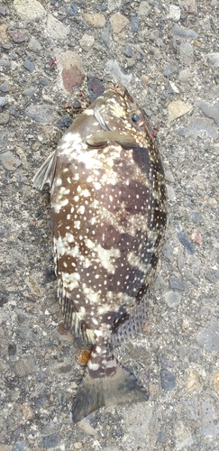 アイゴの釣果