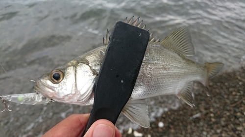 セイゴ（マルスズキ）の釣果