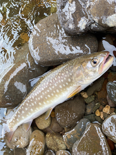 アメマスの釣果