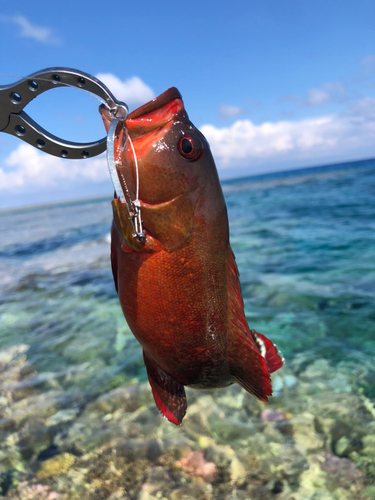 ニジハタの釣果