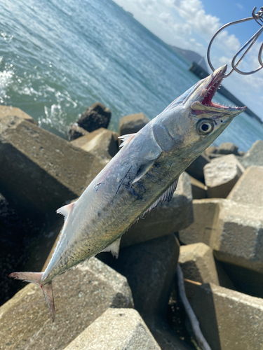 ネリゴの釣果