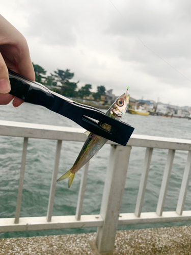 イワシの釣果