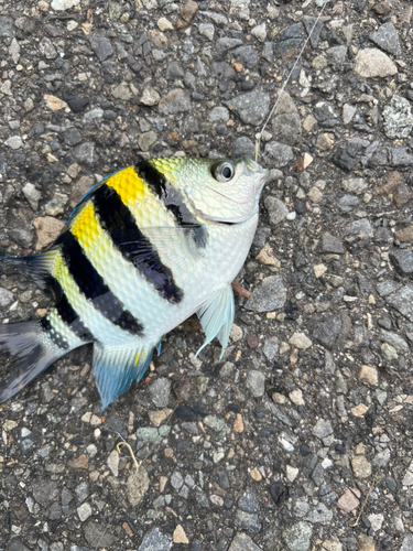 オヤビッチャの釣果