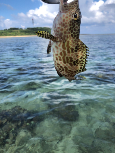 カンモンハタの釣果