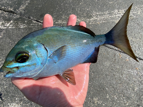 イスズミの釣果