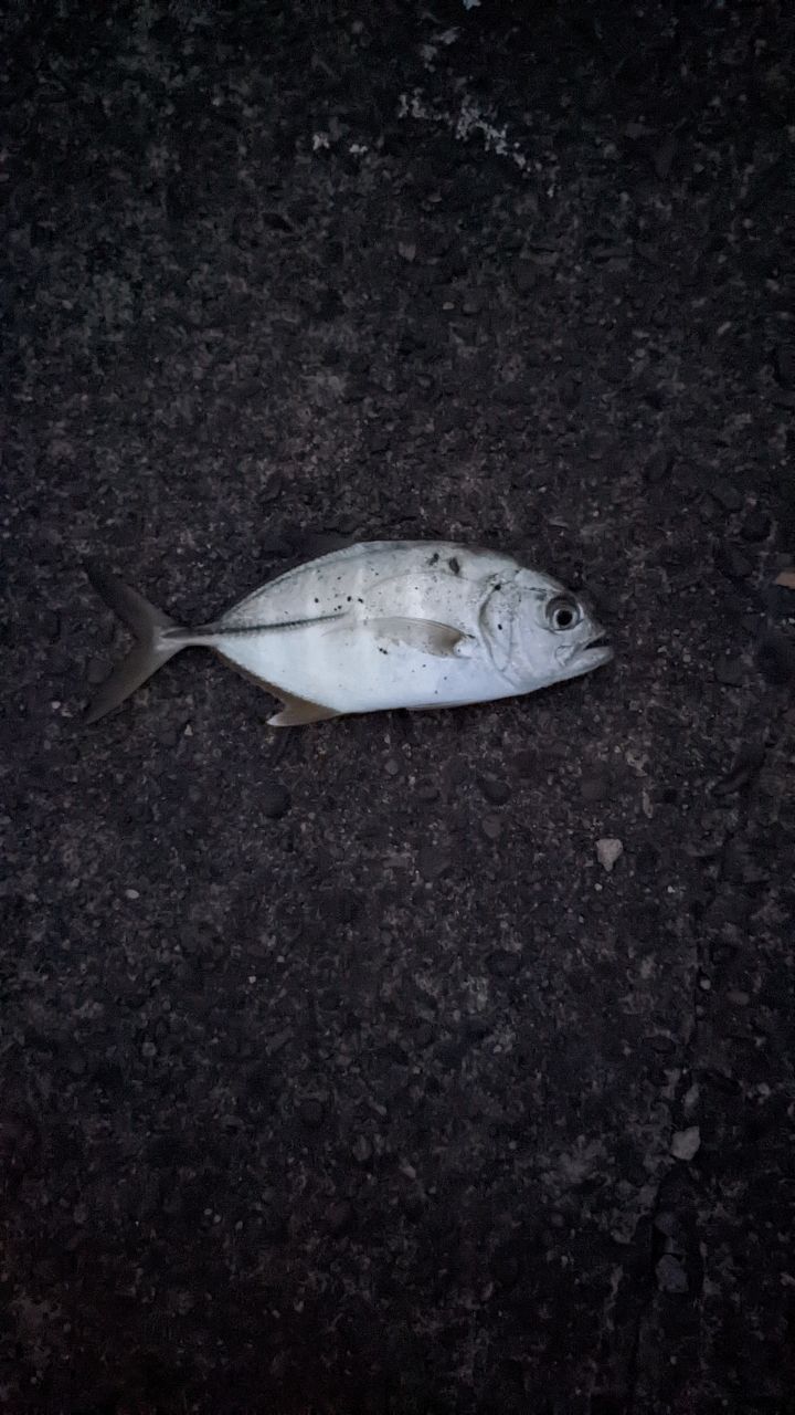 オニヒラアジ