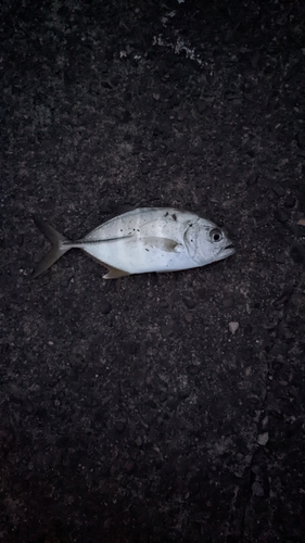 オニヒラアジの釣果