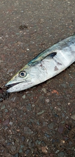 サゴシの釣果