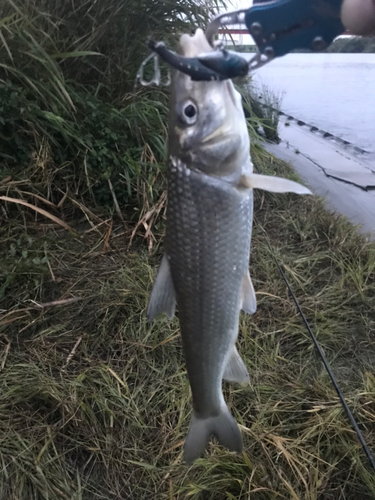 ニゴイの釣果