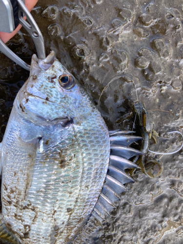 キビレの釣果