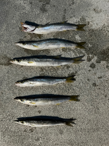 カマスの釣果