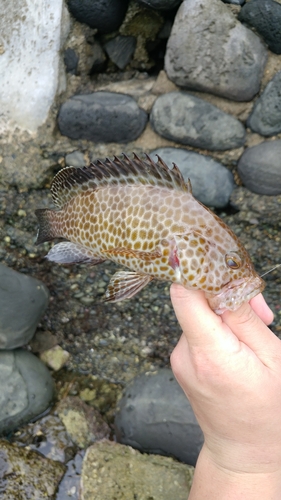 オオモンハタの釣果