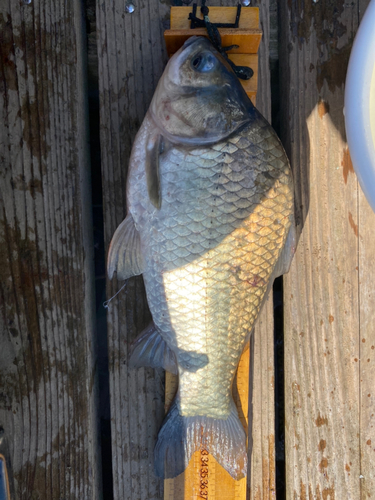 ヘラブナの釣果