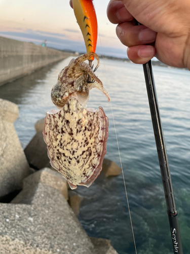 シリヤケイカの釣果