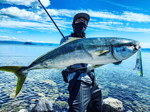 ブリの釣果