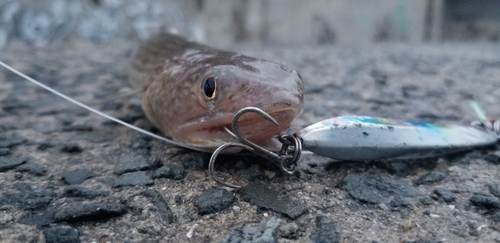 エソの釣果