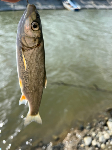 ウグイの釣果