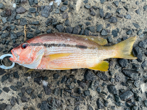 ヨコスジフエダイの釣果