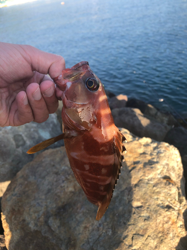 アカハタの釣果