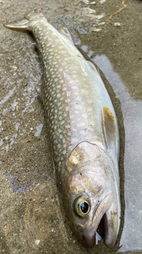 イワナの釣果