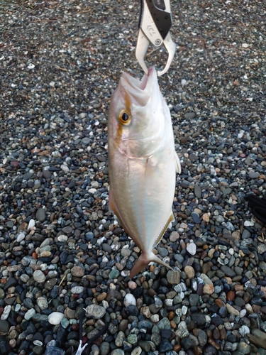 シオの釣果