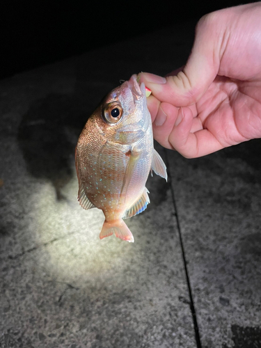 コダイの釣果