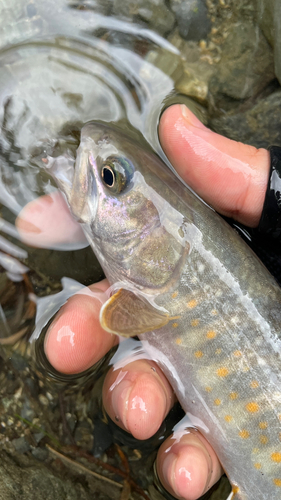 イワナの釣果