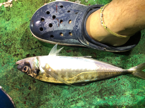 マアジの釣果