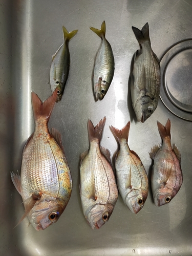 タイの釣果