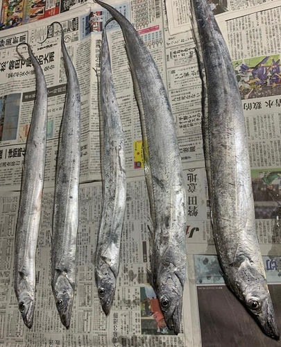 サバの釣果