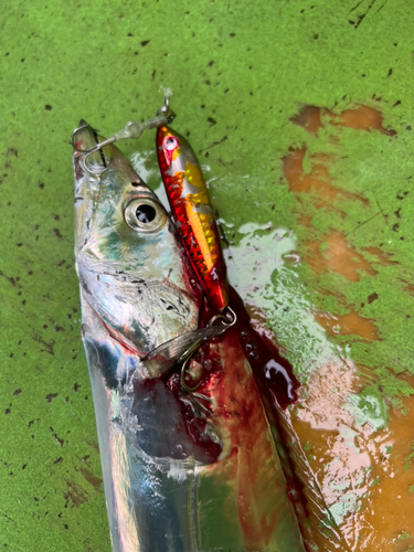 タチウオの釣果