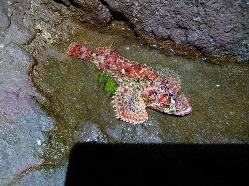 ヨロイメバルの釣果