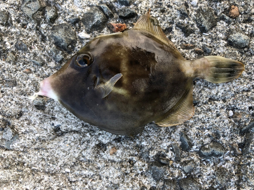 カワハギの釣果