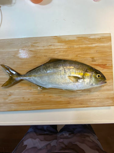 ショゴの釣果