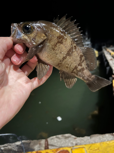 メバルの釣果