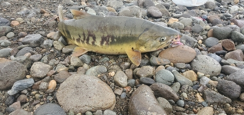 アキアジの釣果