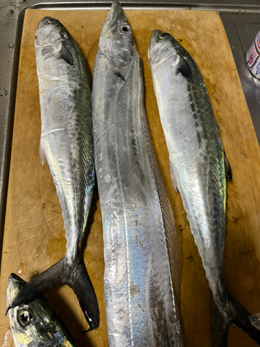 タチウオの釣果