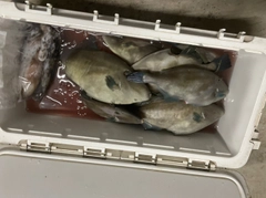 ウマヅラハギの釣果